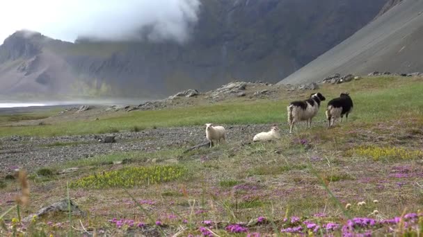 Κάποια πρόβατα σε ένα λιβάδι το καλοκαίρι — Αρχείο Βίντεο
