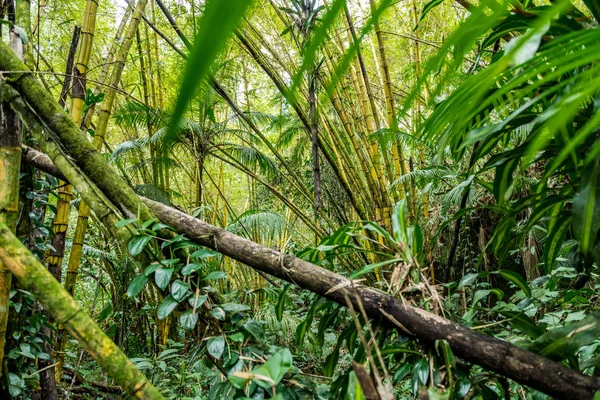 Rainforest w mieście Paraty, Brazylia — Zdjęcie stockowe