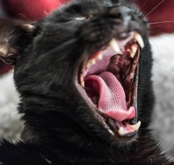 Зияющая чёрная кошка (крупным планом) ) — стоковое фото