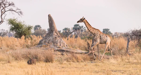 奥卡万戈三角洲的疣猪和长颈鹿 — 图库照片