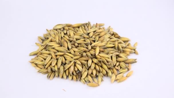 Portion Whole Oat Rotating White Background — Stock Video