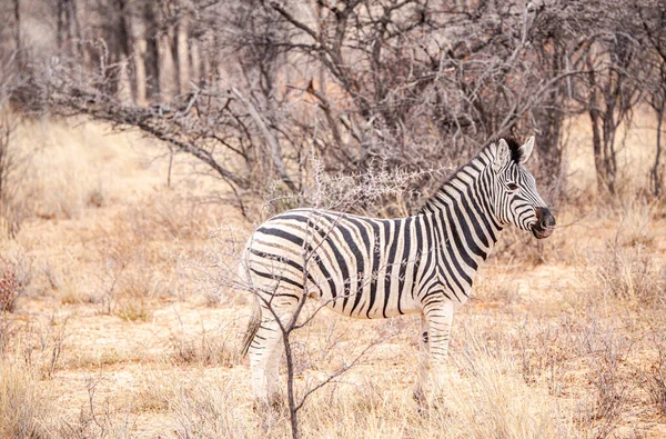Zèbre Repéré Dans Sanctuaire Khama Rhino Botswana Pendant Hiver — Photo