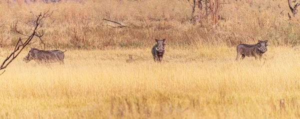 Warthogs Εντοπίστηκαν Στο Δέλτα Του Okavango Μποτσουάνα Κατά Διάρκεια Της — Φωτογραφία Αρχείου