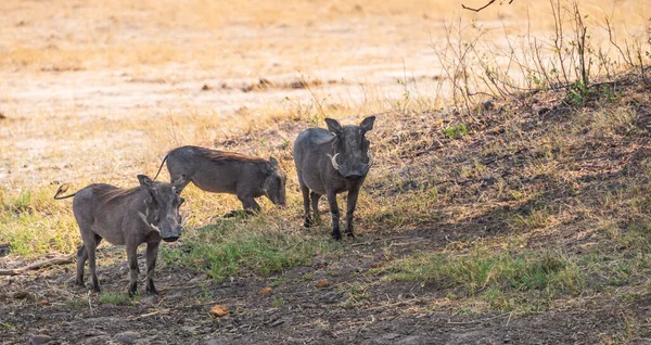 Warthogs Comune Phacochoerus Africanus Avvistato Nel Parco Nazionale Hwange Sud — Foto Stock