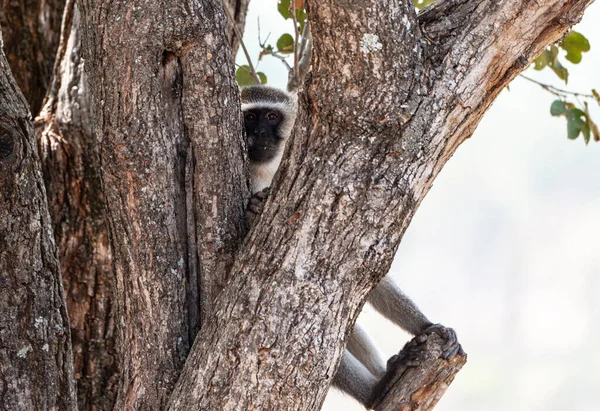 Małpa Vervet Chlorocebus Pygerythrus Zimbabwe Strzał Bliska — Zdjęcie stockowe