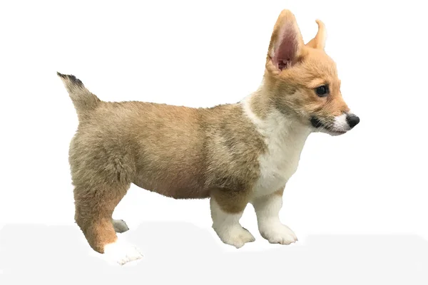 Cachorro Perro Aislado Sobre Fondo Blanco — Foto de Stock