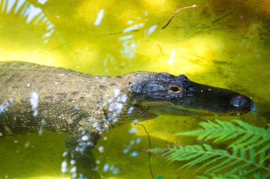 Timsah-suda dinlenme timsah