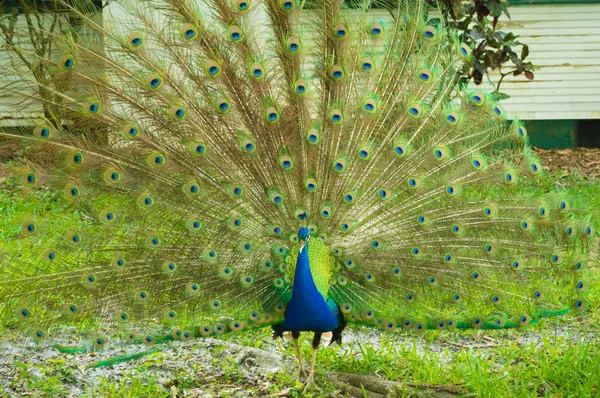 Peacock Peafugl Stenger Det Vakre Fuglebildet – stockfoto