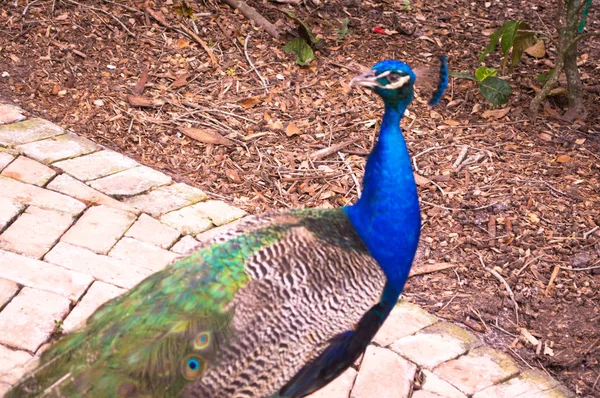 Peacock Peafugl Stenger Det Vakre Fuglebildet – stockfoto
