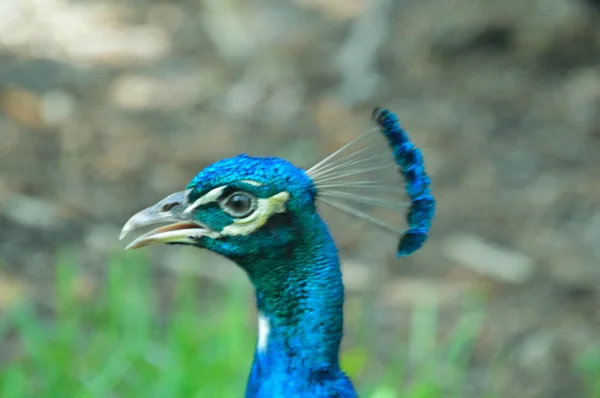 Pavão Pavão Perto Bonito Pássaro Imagem — Fotografia de Stock