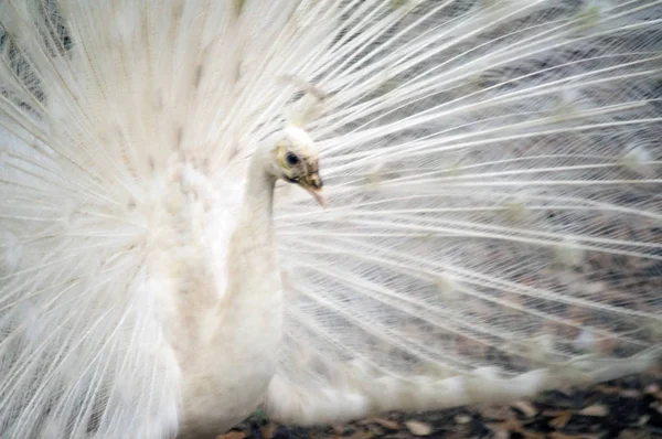 Oiseau Paon Blanc Photo — Photo