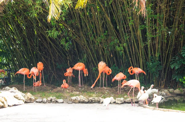Pink Flamingos Garden — Stock Photo, Image