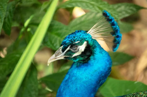 Belle Tête Faisan Paon Aux Couleurs Vives — Photo