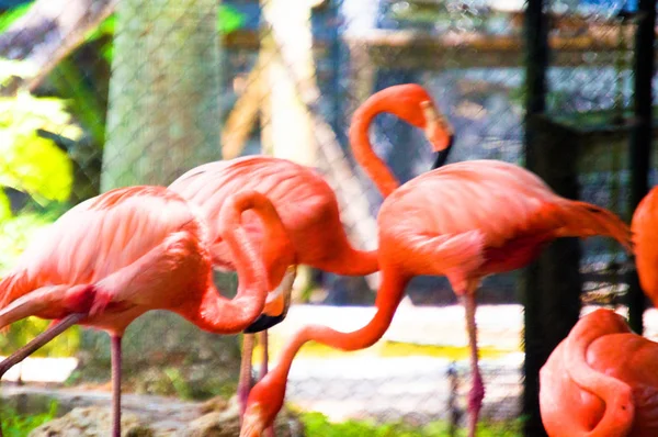 Pink Flamingos Garden — Stock Photo, Image
