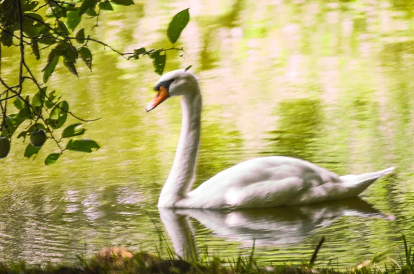 Swam in the wild lake beautiful picture ready to frame artwork image