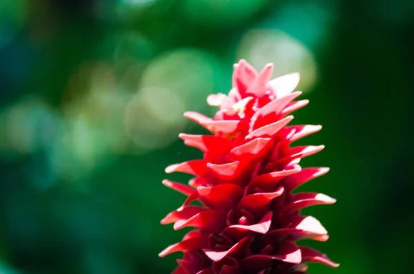 Egzotyczny Kwiat Imbiru Zbliżenie Zielonym Tle Tropikalnych — Zdjęcie stockowe