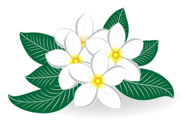 Frangipani veya Plumeria çiçek düğün buketi