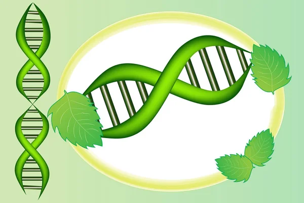 Dna Zelle Mit Grünen Blättern Symbol Vektor Design Vorlage — Stockvektor