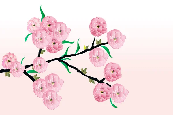 桜の花 — ストックベクタ
