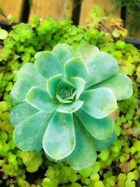 Bahçe resmi arkaplan şablonunda sulu yeşil bitki 