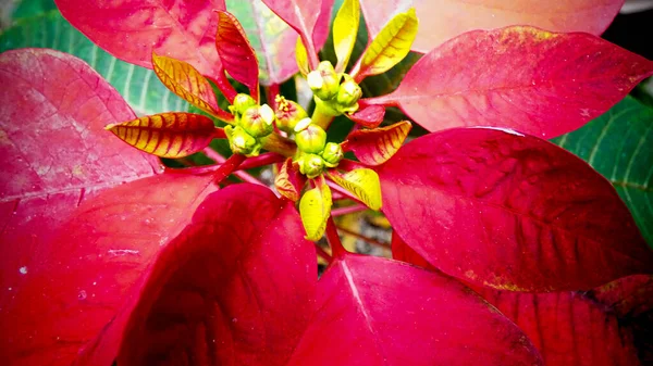 Boże Narodzenie Kwiat Czerwony Poinsettia Tło Szablon Obraz Fotografia — Zdjęcie stockowe