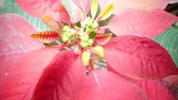 Poinsettia Kwiat Boże Narodzenie Symbol Wakacje Tło Obraz — Zdjęcie stockowe