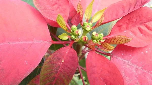 Poinsettia Flower Christmas Holiday Signals Background Image — 스톡 사진