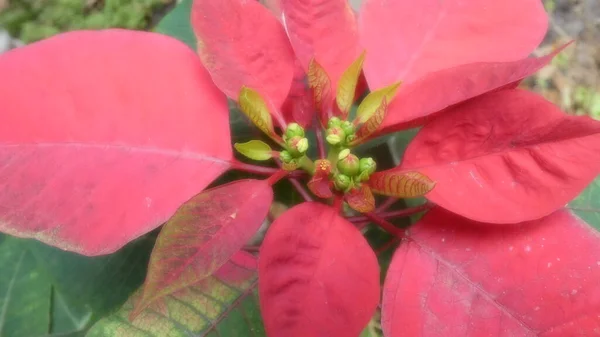 Flor Poinsettia Navidad Símbolo Vacaciones Imagen Fondo —  Fotos de Stock