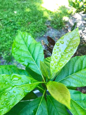 Avokado persea americana 'nın yetiştirilmiş daha genç ağaç bitkisinin yakın çekimi.