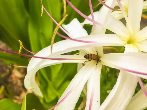 Inseto Abelha Dentro Crinun Lírio Gigante Flor Branca Planta Fundo — Fotografia de Stock