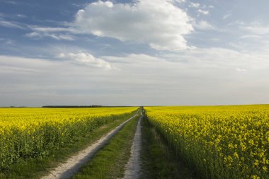 Kolza tohumu alan yolda
