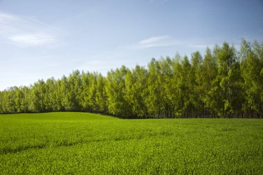 Ağaçların arkasında yeşil alanı satırı
