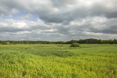 Yeşil tahıl, orman ve koyu bulutlu gökyüzü