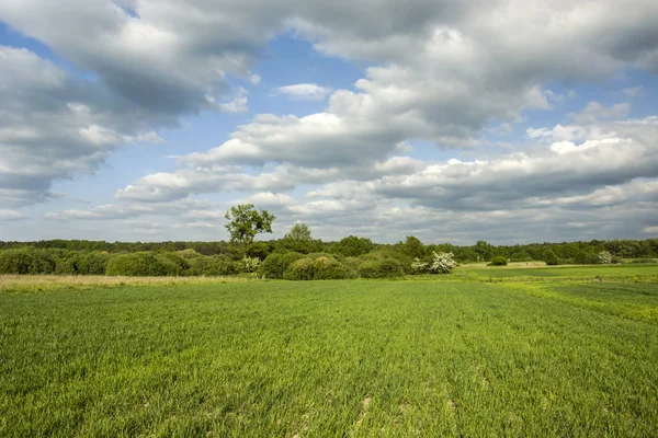 Grünes Korn Wald Und Wolkenverhangener Himmel — Stockfoto