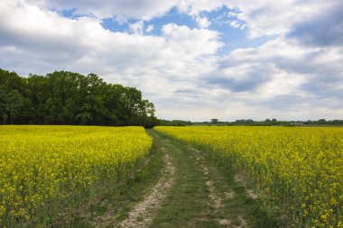 Kolza tohumu alan yol ormana