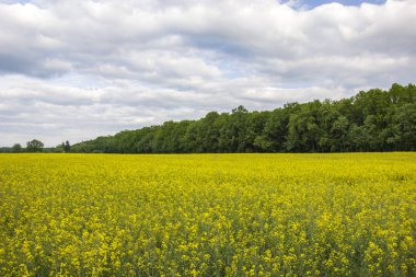 Tecavüz alan, orman ve bulutlu gökyüzü