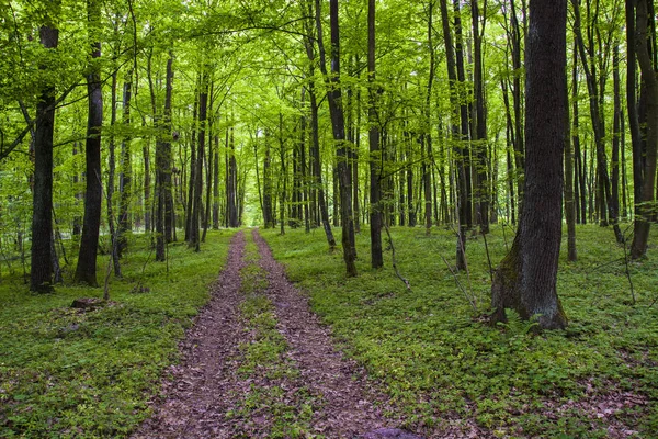 Vägen Genom Den Gröna Skogen Våren — Stockfoto