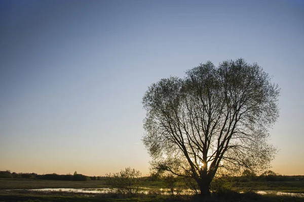 Puesta Sol Detrás Árbol Grande — Foto de Stock