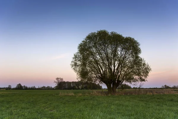 Einzelweide Auf Der Wiese Nach Sonnenuntergang — Stockfoto