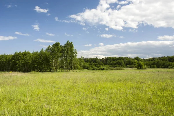 yeşil çayır, orman ve mavi gökyüzü
