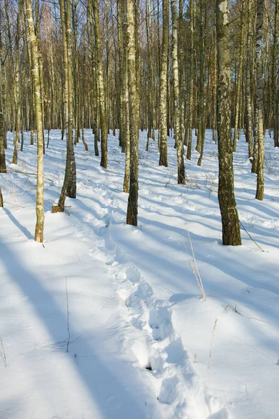 Rastros Nieve Bosque — Foto de Stock