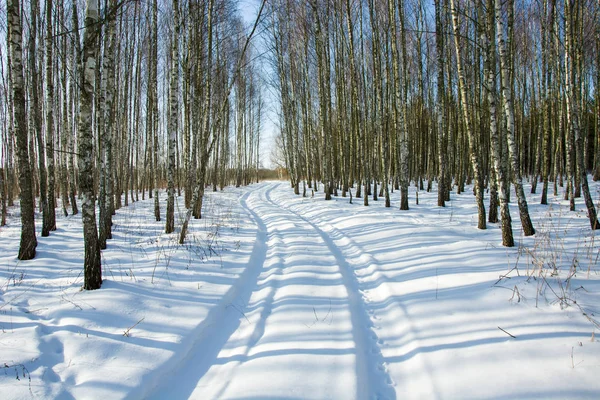 冬の道路や白樺の森 — ストック写真