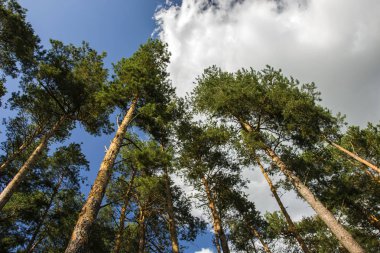 Uzun boylu çam ve gökyüzünde bulut