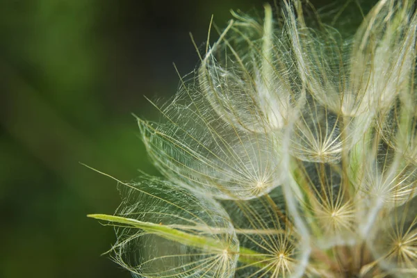 Coupe Vers Bas Salsifis Prairie — Photo