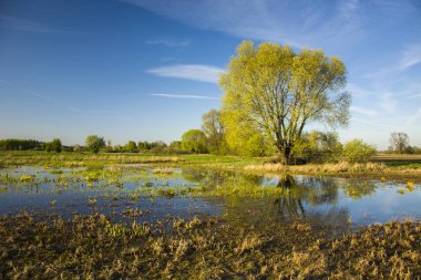 Büyük ağaç ve sular altında çayır