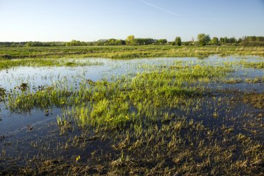 Islak çayır çimen