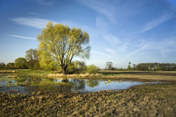 Grote Boom Een Droge Natte Weide — Stockfoto