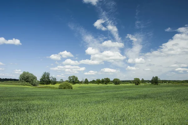 Grüne Getreide Bäume Und Weiße Wolken Himmel — Stockfoto