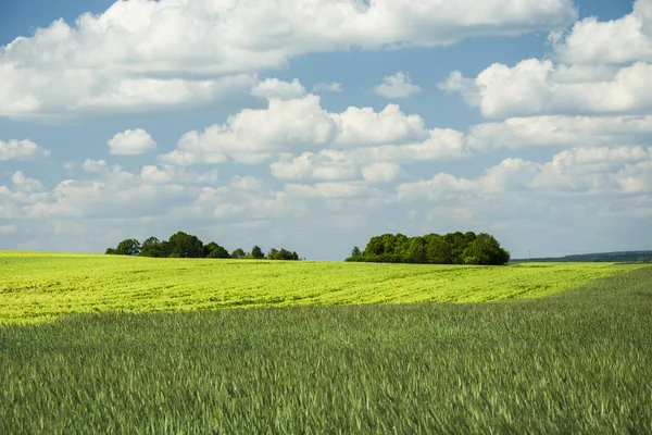 穀物や雑木林の緑と黄色のフィールド — ストック写真