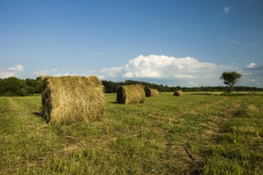 Saman çevrelerde çayır, orman ve gökyüzünde bulut